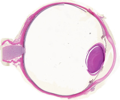 100_Auge_Mensch_1Eebene