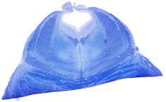 124_pons_dorsal_quer_klueverBarrera_human