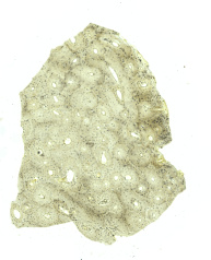 19 Lammellenknochen Humerus Mensch