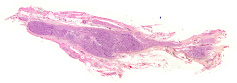 27 Vegetatives Ganglion Schwein